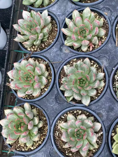Echeveria Red Wine Streaked Variegated (红酒拉丝锦) succulent — wholesale bare-root export from Yunnan, China (3 of 3)