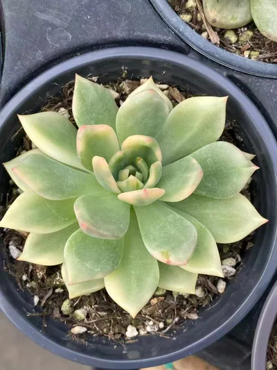 Echeveria Red Wine Variegated (红酒锦) succulent — wholesale bare-root export from Yunnan, China (2 of 4)