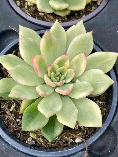 Echeveria Red Wine Variegated (红酒锦) succulent — wholesale bare-root export from Yunnan, China (3 of 4)