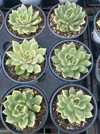 Echeveria Red Wine Variegated (红酒锦) succulent — wholesale bare-root export from Yunnan, China (4 of 4)