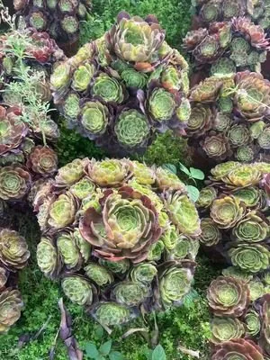 Aeonium Aeonium 'Samsara' succulent — wholesale export from Yunnan, China