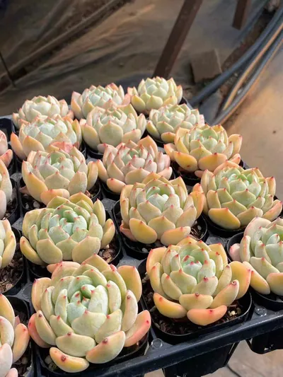 Echeveria Rhombus (菱形) succulent — wholesale bare-root export from Yunnan, China (6 of 7)