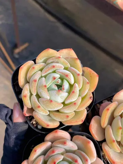 Echeveria Rhombus succulent — wholesale export from Yunnan, China