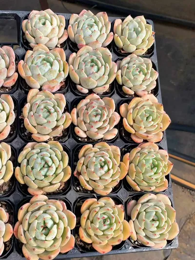 Echeveria Rhombus (菱形) succulent — wholesale bare-root export from Yunnan, China (5 of 7)