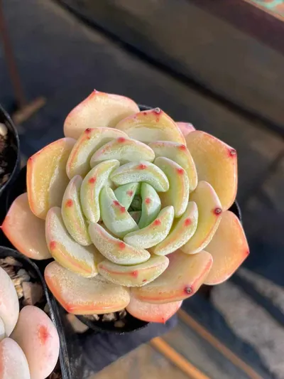 Echeveria Rhombus (菱形) succulent — wholesale bare-root export from Yunnan, China (3 of 7)