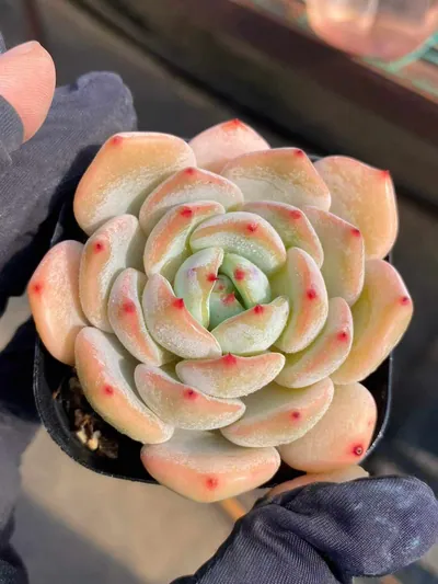 Echeveria Rhombus (菱形) succulent — wholesale bare-root export from Yunnan, China (4 of 7)