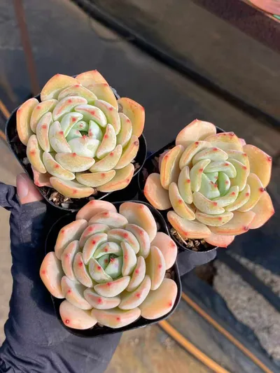 Echeveria Rhombus (菱形) succulent — wholesale bare-root export from Yunnan, China (2 of 7)
