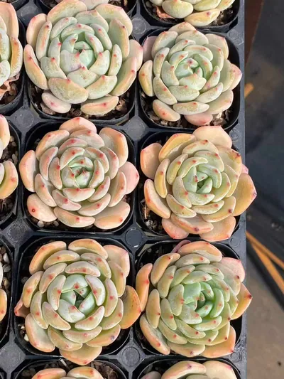 Echeveria Rhombus (菱形) succulent — wholesale bare-root export from Yunnan, China (7 of 7)