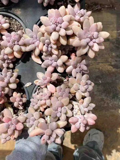 Echeveria Rice Ball Cluster (汤圆群) succulent — wholesale bare-root export from Yunnan, China (4 of 4)