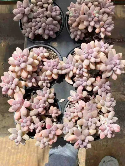 Echeveria Rice Ball Cluster (汤圆群) succulent — wholesale bare-root export from Yunnan, China (2 of 4)