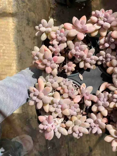 Echeveria Rice Ball Cluster (汤圆群) succulent — wholesale bare-root export from Yunnan, China (3 of 4)