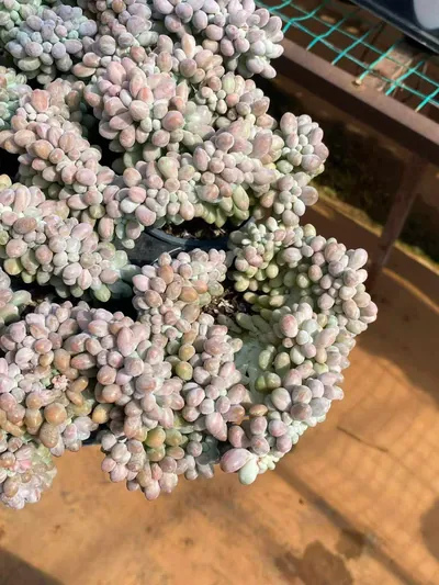 Echeveria Rice Ball Crested (汤圆缀) succulent — wholesale bare-root export from Yunnan, China (5 of 6)