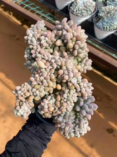Echeveria Rice Ball Crested (汤圆缀) succulent — wholesale bare-root export from Yunnan, China (2 of 6)