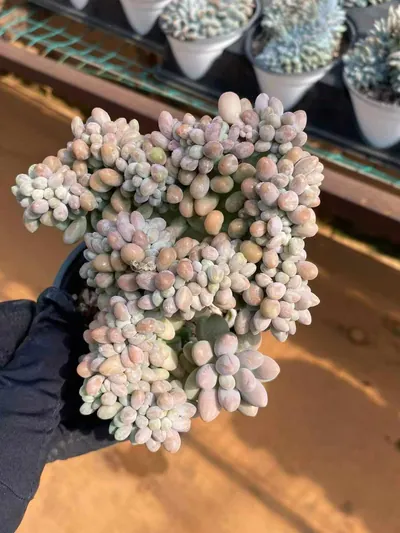 Echeveria Rice Ball Crested (汤圆缀) succulent — wholesale bare-root export from Yunnan, China (4 of 6)