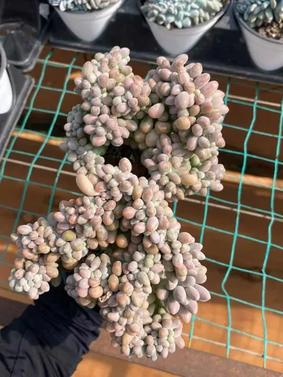 Echeveria Rice Ball Crested (汤圆缀) succulent — wholesale bare-root export from Yunnan, China (3 of 6)