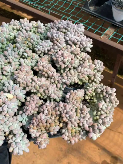 Echeveria Rice Ball Crested (汤圆缀) succulent — wholesale bare-root export from Yunnan, China (6 of 6)