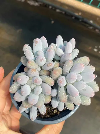 Echeveria Rice Cake (米糕5头起) succulent — wholesale bare-root export from Yunnan, China (2 of 4)