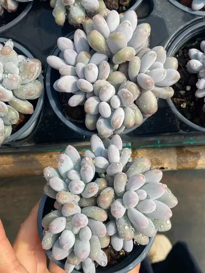 Echeveria Rice Cake (米糕5头起) succulent — wholesale bare-root export from Yunnan, China (4 of 4)