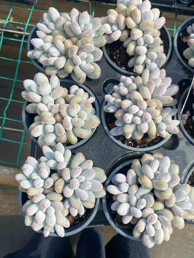 Echeveria Rice Cake (米糕5头起) succulent — wholesale bare-root export from Yunnan, China (3 of 4)