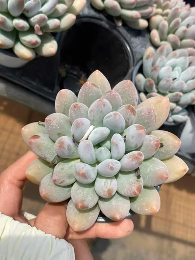 Echeveria Rice Cake succulent — wholesale export from Yunnan, China