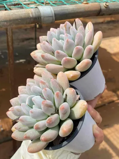 Echeveria Rice Cake (米糕) succulent — wholesale bare-root export from Yunnan, China (3 of 5)