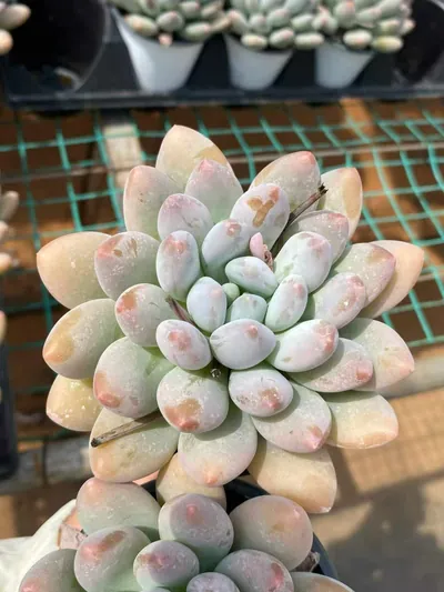 Echeveria Rice Cake (米糕) succulent — wholesale bare-root export from Yunnan, China (5 of 5)