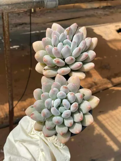 Echeveria Rice Cake (米糕) succulent — wholesale bare-root export from Yunnan, China (4 of 5)