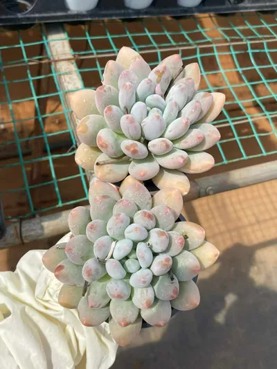Echeveria Rice Cake (米糕) succulent — wholesale bare-root export from Yunnan, China (2 of 5)