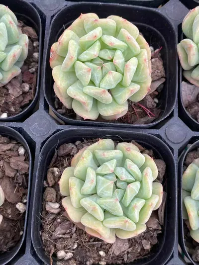 Echeveria Rock Candy Mint Single (冰糖薄荷单头) succulent — wholesale bare-root export from Yunnan, China (4 of 4)