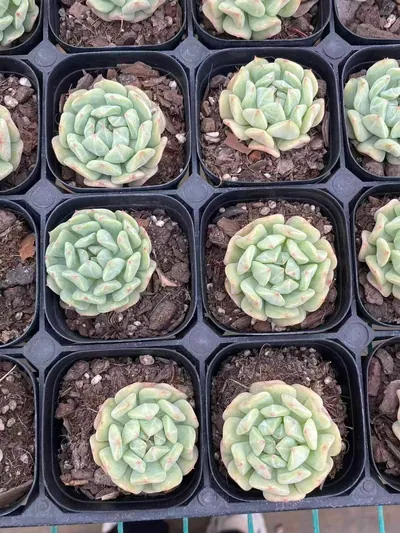 Echeveria Rock Candy Mint Single (冰糖薄荷单头) succulent — wholesale bare-root export from Yunnan, China (3 of 4)