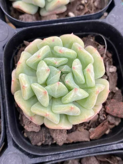 Echeveria Rock Candy Mint Single succulent — wholesale export from Yunnan, China
