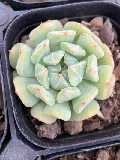 Echeveria Rock Candy Mint Single (冰糖薄荷单头) succulent — wholesale bare-root export from Yunnan, China (2 of 4)