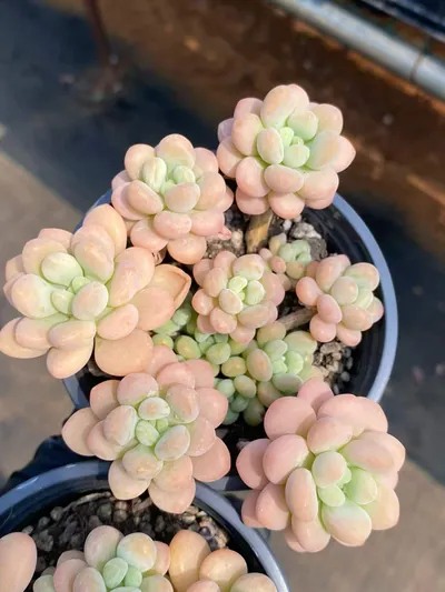 Echeveria Rococo Cluster succulent — wholesale export from Yunnan, China