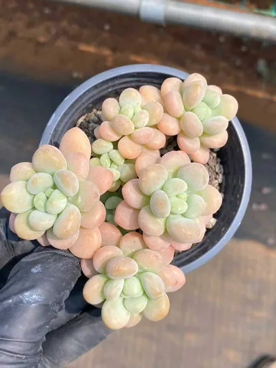Echeveria Rococo Cluster (洛可可群) succulent — wholesale bare-root export from Yunnan, China (4 of 5)