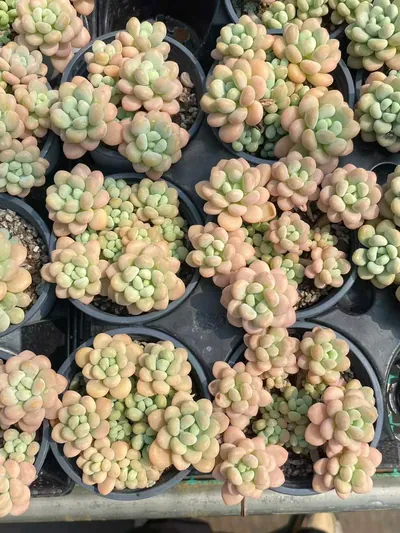 Echeveria Rococo Cluster (洛可可群) succulent — wholesale bare-root export from Yunnan, China (5 of 5)