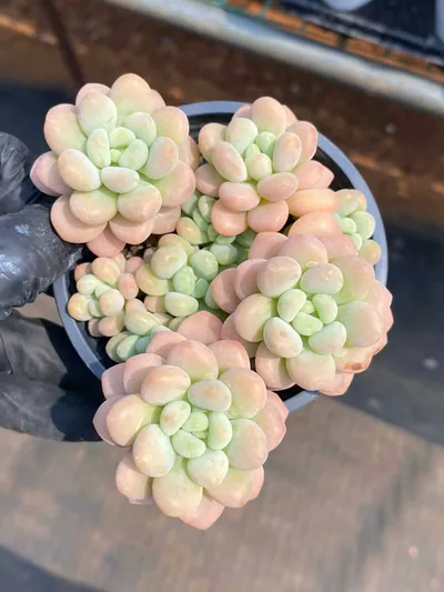 Echeveria Rococo Cluster (洛可可群) succulent — wholesale bare-root export from Yunnan, China (2 of 5)