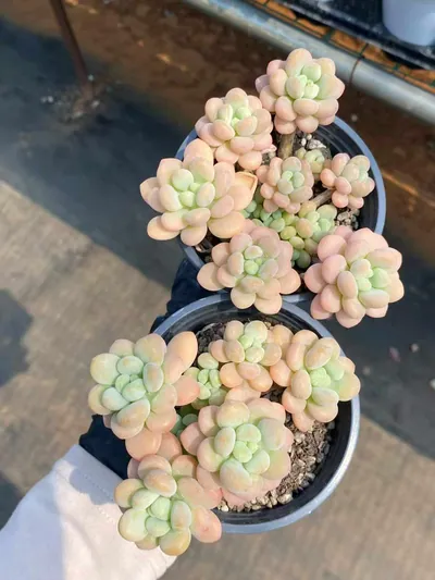 Echeveria Rococo Cluster (洛可可群) succulent — wholesale bare-root export from Yunnan, China (3 of 5)