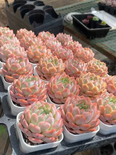 Echeveria Rose Fragrance (薇薰) succulent — wholesale bare-root export from Yunnan, China (4 of 5)
