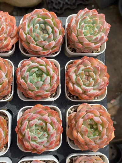 Echeveria Rose Fragrance (薇薰) succulent — wholesale bare-root export from Yunnan, China (3 of 5)