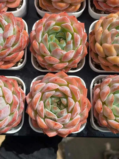 Echeveria Rose Fragrance (薇薰) succulent — wholesale bare-root export from Yunnan, China (2 of 5)