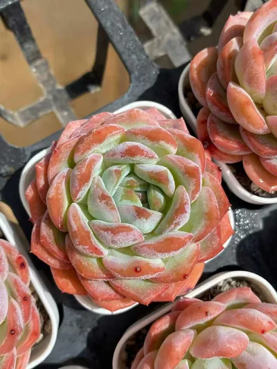 Echeveria Rose Fragrance succulent — wholesale export from Yunnan, China