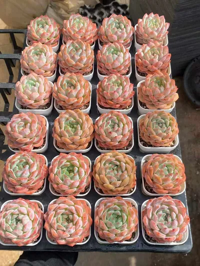 Echeveria Rose Fragrance (薇薰) succulent — wholesale bare-root export from Yunnan, China (5 of 5)