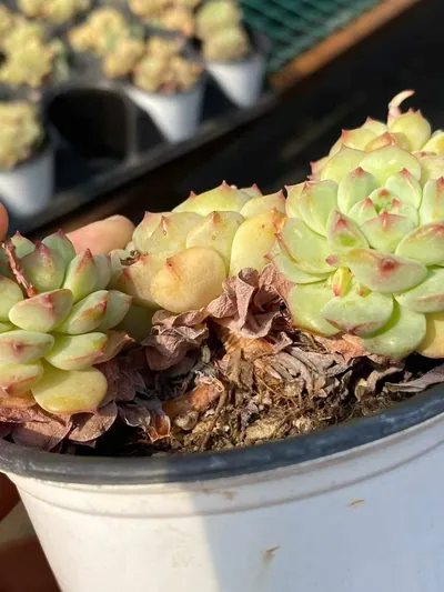 Echeveria Rose Lotus (Short Stem) (小桩桩玫瑰莲) succulent — wholesale bare-root export from Yunnan, China (3 of 5)