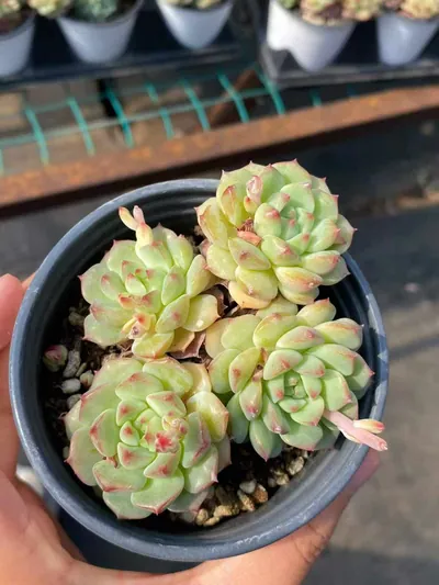 Echeveria Rose Lotus (Short Stem) (小桩桩玫瑰莲) succulent — wholesale bare-root export from Yunnan, China (2 of 5)