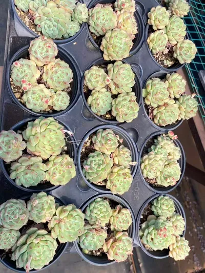 Echeveria Rose Lotus (Short Stem) (小桩桩玫瑰莲) succulent — wholesale bare-root export from Yunnan, China (5 of 5)