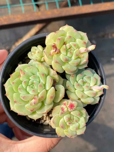 Echeveria Rose Lotus (Short Stem) succulent — wholesale export from Yunnan, China