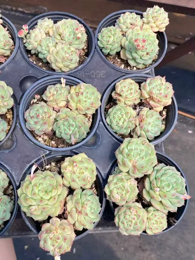 Echeveria Rose Lotus (Short Stem) (小桩桩玫瑰莲) succulent — wholesale bare-root export from Yunnan, China (4 of 5)