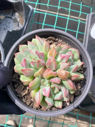 Echeveria Rouge Lips (点绛唇) succulent — wholesale bare-root export from Yunnan, China (4 of 8)