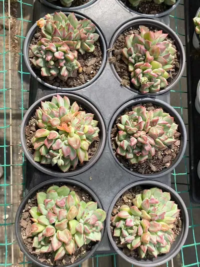 Echeveria Rouge Lips (点绛唇) succulent — wholesale bare-root export from Yunnan, China (7 of 8)
