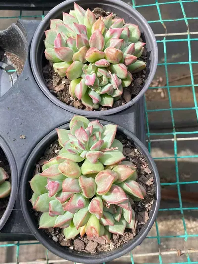 Echeveria Rouge Lips (点绛唇) succulent — wholesale bare-root export from Yunnan, China (8 of 8)